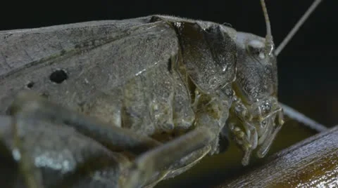Grasshopper Head Stock Footage 11423906