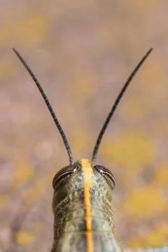 Grasshopper head macro view.. Close up Stock Photos