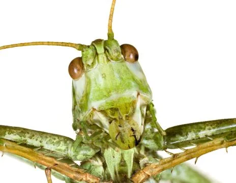 Grasshopper head Stock Photos