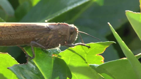 Grasshopper on the hedge Stock Footage 32304660