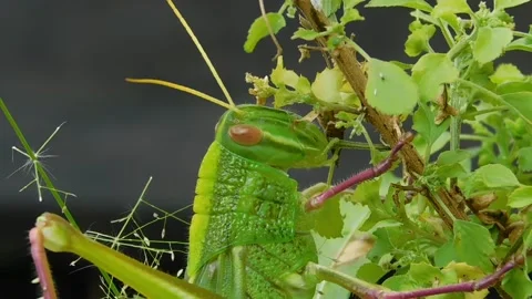 Grasshopper, Herbivorous Insect Stock-Footage 236392170