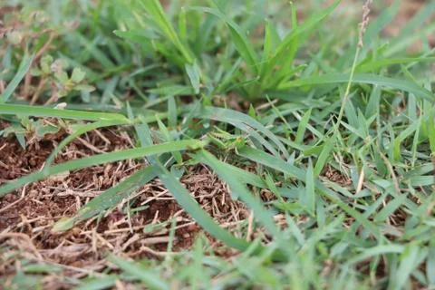 Grasshopper hidden in the grass Stock-Fotos