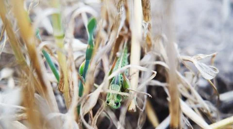 Grasshopper hidden in a stubble. Stock Photos