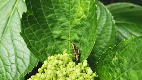 Grasshopper Hidding Video stock 91373266