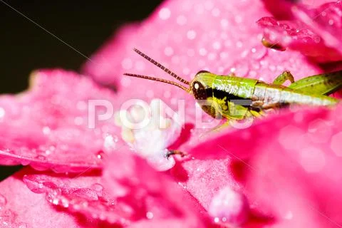 Grasshopper hide between pink flowers Stock Photos