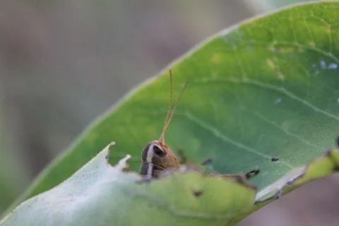 Grasshopper hiding in a leaf Fotos de archivo