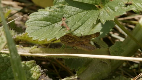 Grasshopper hiding under the leaves Stock Footage