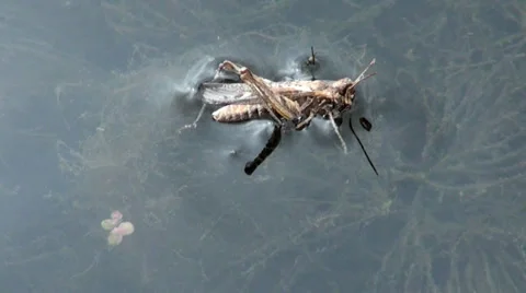 Grasshopper hit the water Stock Footage 30478058