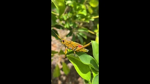 Grasshopper Hopping In The Foliage Stock Footage 337198460