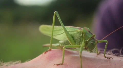 Grasshopper on a Human Hand Stock Footage 52576161