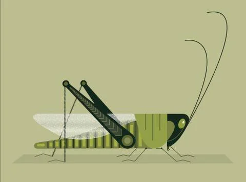 Grasshopper Stock Illustration