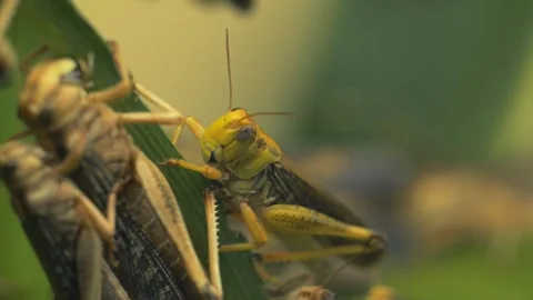 Grasshopper insect bugs Video stock 274415048