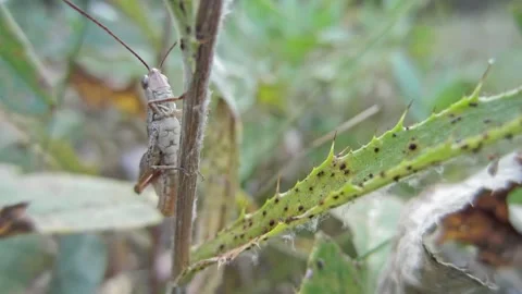 A grasshopper insect chirps while sitting on the grass close-up Stock Footage 259639086