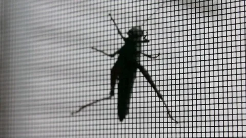 Grasshopper insect crawling up window screen. 動画素材 81534336