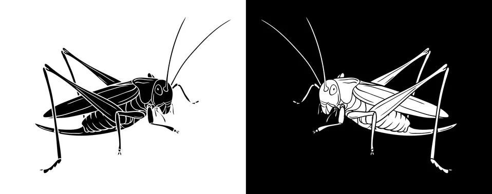Grasshopper. Insect with flat design and line art black and white version Stock Illustration