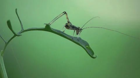 Grasshopper insect green leaf macro 4k Stock Footage