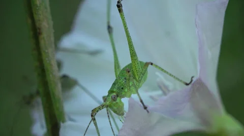 Grasshopper insect green leaf macro 4k Stock Footage