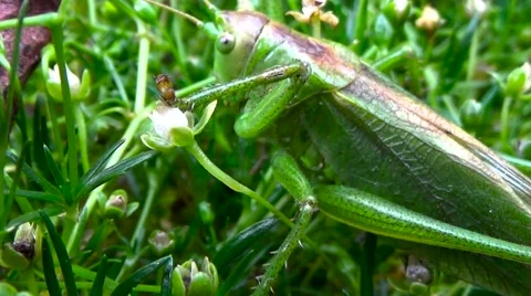 Grasshopper Insect Green Leaf Macro. Stock Footage 55384481
