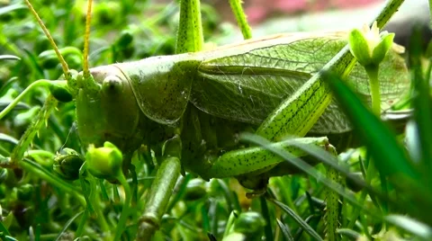 Grasshopper Insect Green Leaf Macro. Stock Footage 55647073