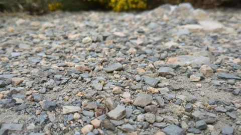Grasshopper insect jumping on road in nature Video stock 331221769