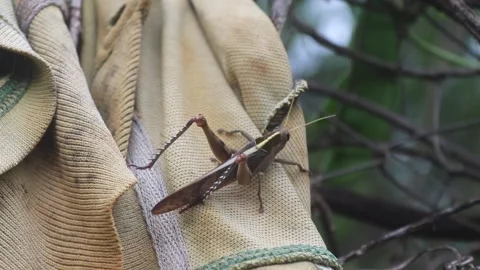 GRASSHOPPER INSECT RELAXING ON A MAT RAG Stock Footage 245504387