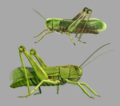 Grasshopper isolated Stock Illustration