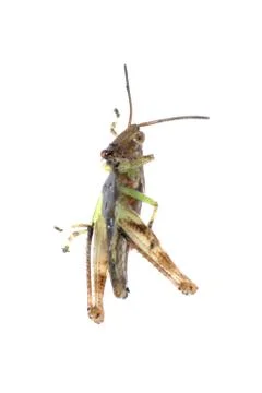 Grasshopper isolated Stock Photos