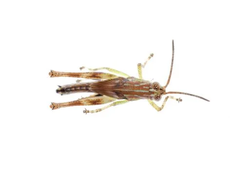 Grasshopper isolated Foto stock