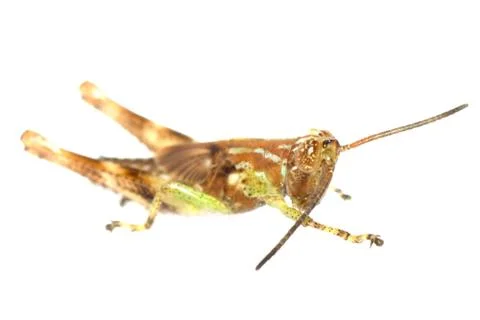 Grasshopper isolated Stock Photos