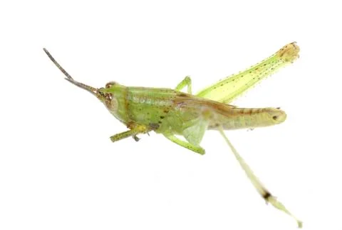 Grasshopper isolated Stock-Fotos