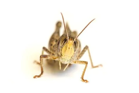 Grasshopper isolated on white background Stock Photos