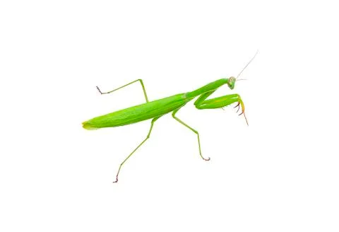 Grasshopper isolated on white background. Stock Photos