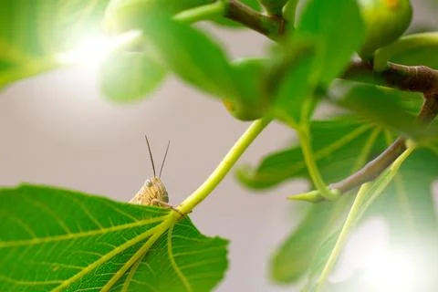 Grasshopper jump close up, insect macro Stock Photos