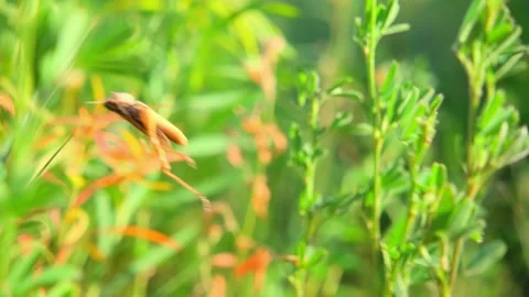 Grasshopper jumping from a blade of grass, 500 fps slow motion Stock Footage 171872125