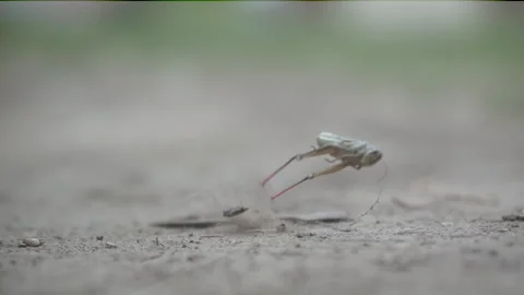 Grasshopper jumping in the dirt slow motion shallow depth of field Video stock 159726550