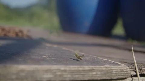 Grasshopper jumping Stock Footage 90036044