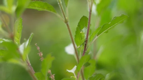 Grasshopper jumping Video stock 91063749