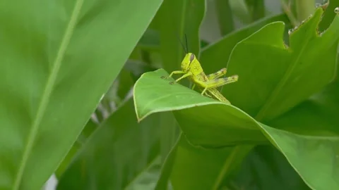 Grasshopper jumping on a ginger leaf. 4k footage 库存影片 302881056