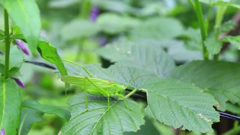 Grasshopper Jumping From Grass. Handheld Stock Footage 125483963