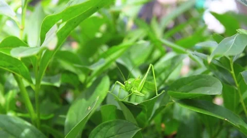 Grasshopper Jumping From Grass. Handheld  Stock Footage 125483964