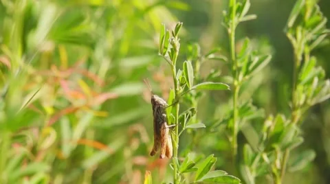 Grasshopper jumping from grass, slow motion Stock Footage 64745925