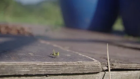 Grasshopper jumping out of frame Stock-Footage 76189074