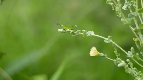 Grasshopper jumps away Stock Footage