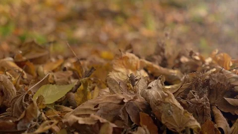 Grasshopper Jumps From Leaves (Slow Motion) Stock Footage 75744696