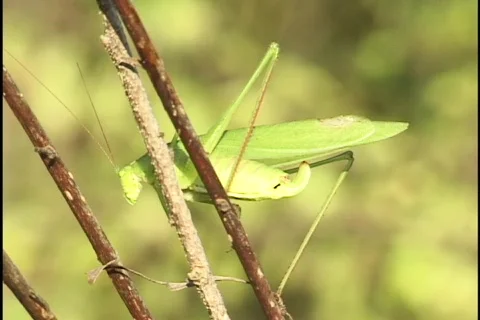 Grasshopper Jumps off Twig Stock Footage 297635