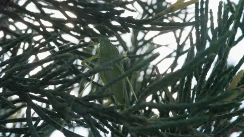Grasshopper on a juniper. Insect close-up. Stock Footage 137838803