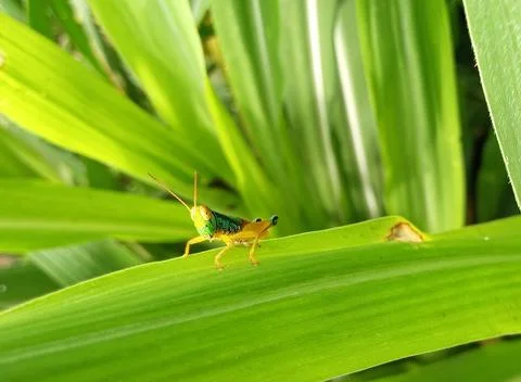 A grasshopper landed on a leaf (1) Foto stock