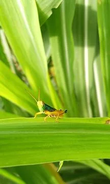 A grasshopper landed on a leaf Foto stock