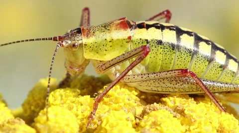 Grasshopper landed on a yellow spring flower on the mountain hills. Vídeos de archivo 44513264