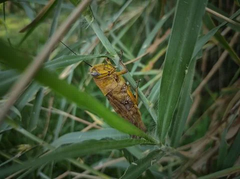 Grasshopper large Stock Photos